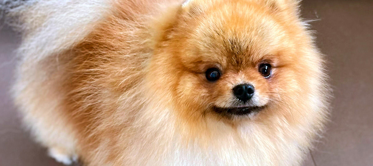 Our daddy Mansur Our daddy Mansur