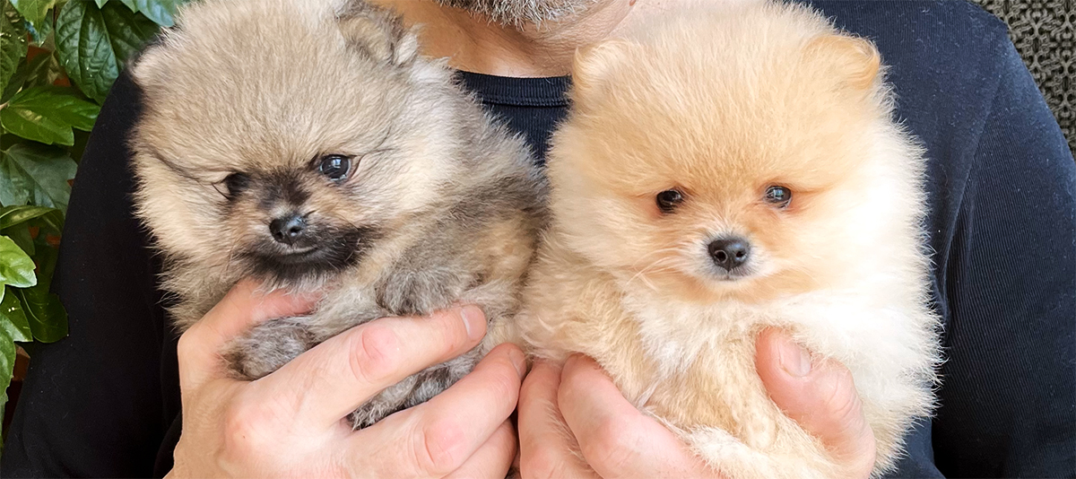 Puppies for sale Puppies for sale