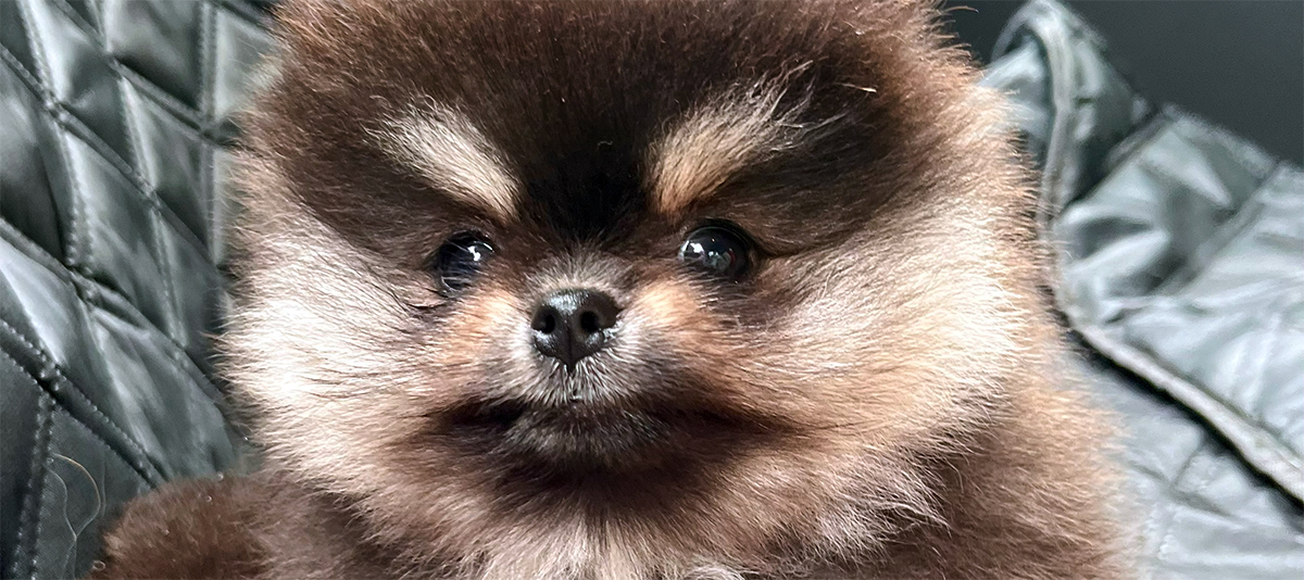 Puppies for you Puppies for you