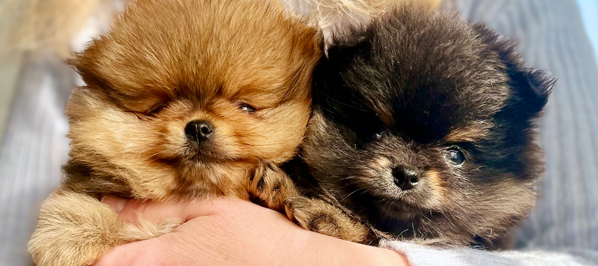 Our pets Our pets