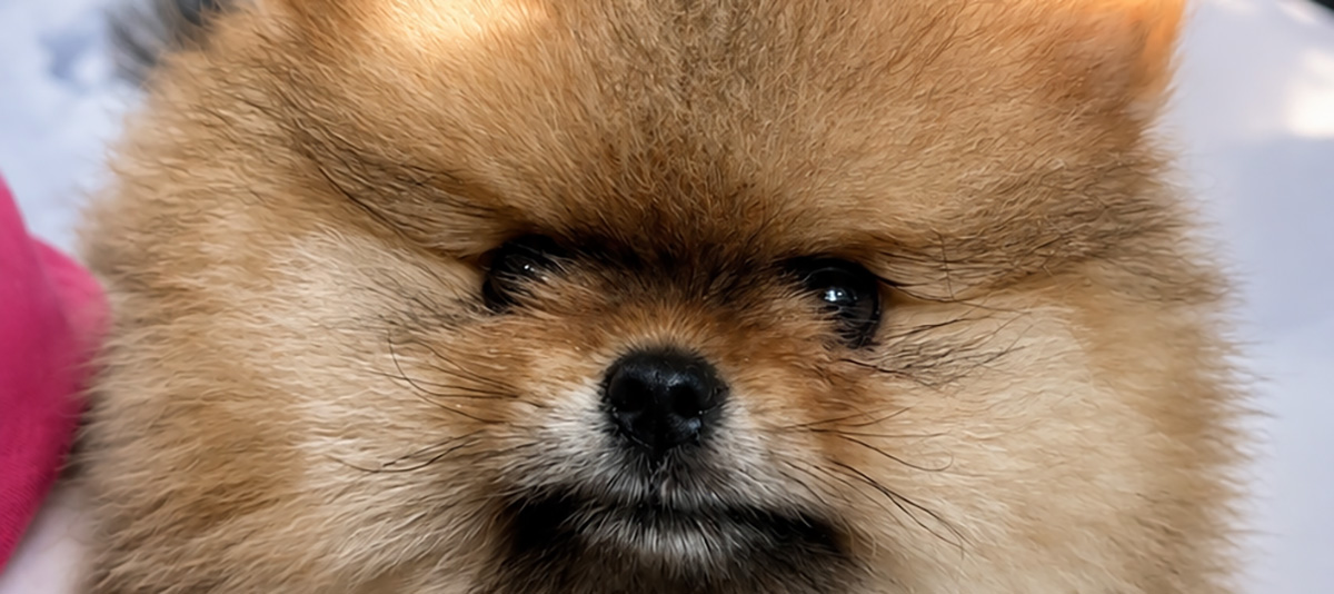 Puppies for you Puppies for you